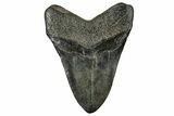 Fossil Megalodon Tooth - South Carolina #236344-1